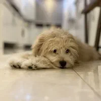 سرپرست برای سگ