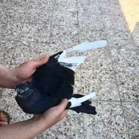 کبوتر|پرنده|مسجد سلیمان, |دیوار