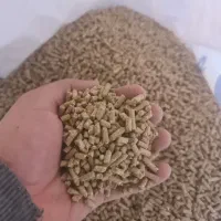 استارتر گوساله، بره و بزغاله خورشیددانه