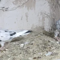 دوتا جوجه سار کاکلی|پرنده|تربت‌حیدریه, شهید قرنی|دیوار