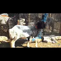 فروش بره ماده