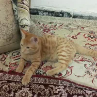 گربه ۲عدد ۳ماهه واگذاری رایگان|گربه|اهواز, کمپلو جنوبی|دیوار