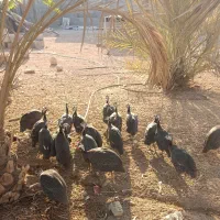 فروش مرغ شاخدار