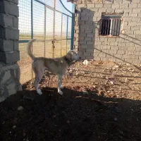 سگ.|سگ|سبزوار, رباط|دیوار