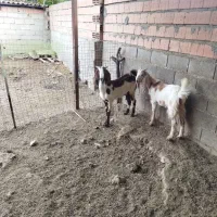 دو عدد بز پاکستانی|حیوانات مزرعه|آق قلا, |دیوار