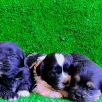 واگذاری شیتزو سوپر تریر مینیاتوری وارداتی|سگ|تبریز, |دیوار