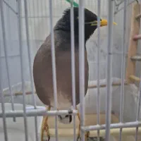 مرغ مینا|پرنده|تهران, خاک سفید|دیوار