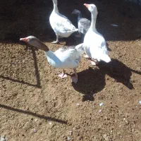 غاز