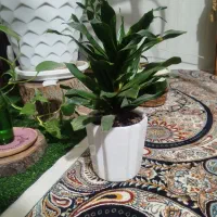 گل طبیعی|گل و گیاه طبیعی|نیشابور, ده حلاج|دیوار