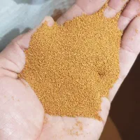 پخش خاک شیر تخم شربتی مستقیم از همدان و خراسان