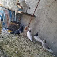 کبوتر رنگی|پرنده|اصفهان, شهرک زاینده رود|دیوار