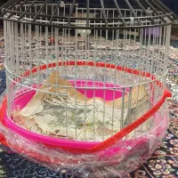 جوجه عروس هلندی