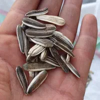 تخمه عالی درجه یک بوجاری شده|عمده‌فروشی|اشترینان, |دیوار