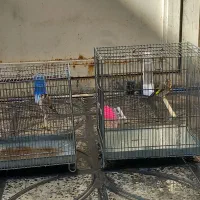 جوجه سره سوا شده ب شرط|پرنده|قرچک, شهرک صنعتی قرچک|دیوار