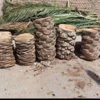 بریدن نخل و درخت قطع نخل و درخت هرس ت نقاط اهواز