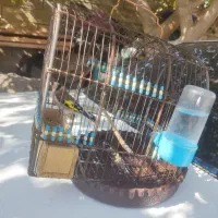 سهره دورگ سرسیاه