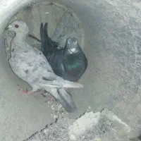 سینه سبز وآبی وپلاکی وسرور سیاه|پرنده|شیراز, آزادی|دیوار