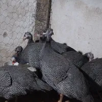 مرغ شاخدار ( سیساک )