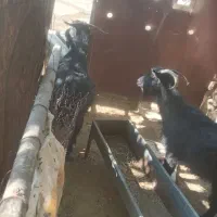 بز و بز غاله|حیوانات مزرعه|بیستون, |دیوار