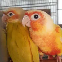 گیرینچیک ردچیک سرخ|پرنده|رودسر, |دیوار