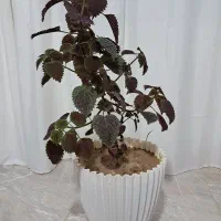 گل حسن یوسف