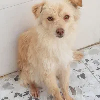 FOXI|سگ|مسجد سلیمان, |دیوار