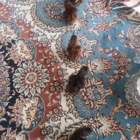 جوجه ومولد و تخم خوراکی وبدون نطفه امریکایی وزینتی|حیوانات مزرعه|نجف‌آباد, حومه نجف آباد|دیوار