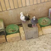 شازده سیاه|پرنده|مبارکه, |دیوار