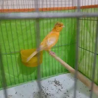 یک جفت قناری مست مست|پرنده|تهران, دروس|دیوار