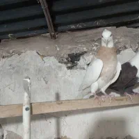 کفتر طوقی زرد