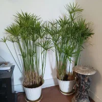 گل مرداب|گل و گیاه طبیعی|خمینی‌شهر, |دیوار