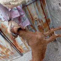 بز ماده|حیوانات مزرعه|بندر کنگان, |دیوار