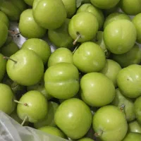فروش گوجه سبز