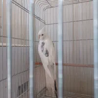 جفت عروس هلندی|پرنده|کرمان, |دیوار