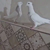 طوقی|پرنده|شیراز, محمدیه|دیوار