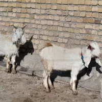 دوتا چپش یکی نر و یکی ماده|حیوانات مزرعه|بروجرد, |دیوار