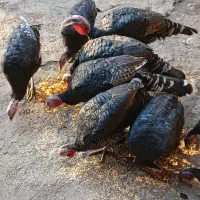 بوقلمون محلی