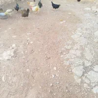 ده مرغ و محلی با یه دونه خروس|حیوانات مزرعه|کوهدشت, |دیوار