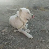 توله کانگال الابای|سگ|مشهد, تبادکان|دیوار