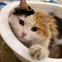 واگذاری گربه