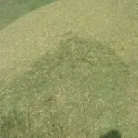 کاه عدس تازه