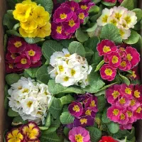 گل عمده با کیفیت