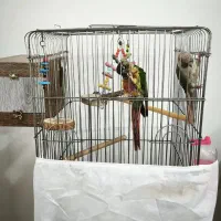 یک جفت طوطی گرینچیک|پرنده|فردیس, فردیس|دیوار