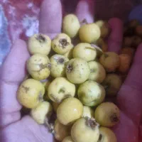 سیسه (زالزالک)