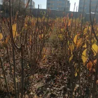 فروش نهال به صورت چکی