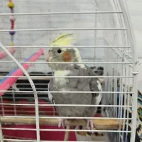 یک عدد عروس هلندی ماده سالم باقفس