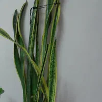 گل سانسوریا شمشیری