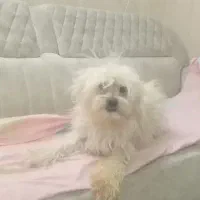 واگذاری سگ شیتزوتریر