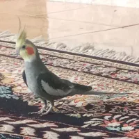 عروس هلندی نر سخنگو