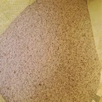 برنج شیروان خوش بو وخوش عطر تازه خرمن کوب شده